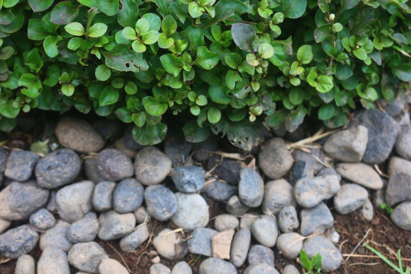 Customized Delivery Options